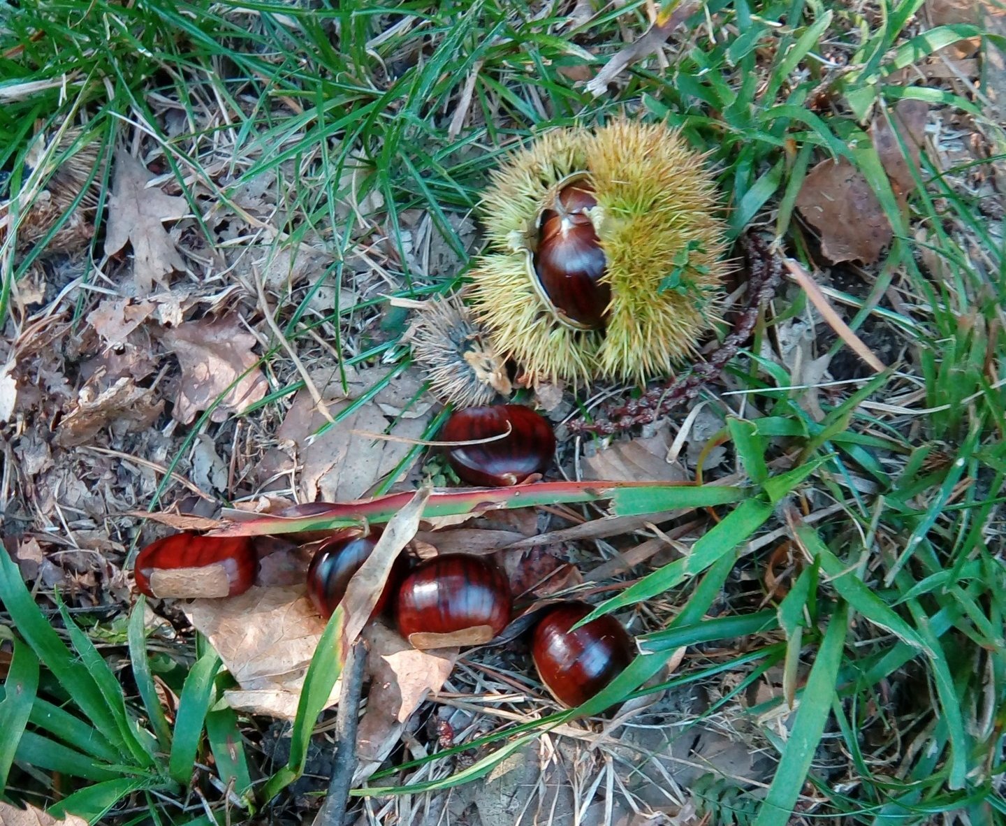 i ricci per terra