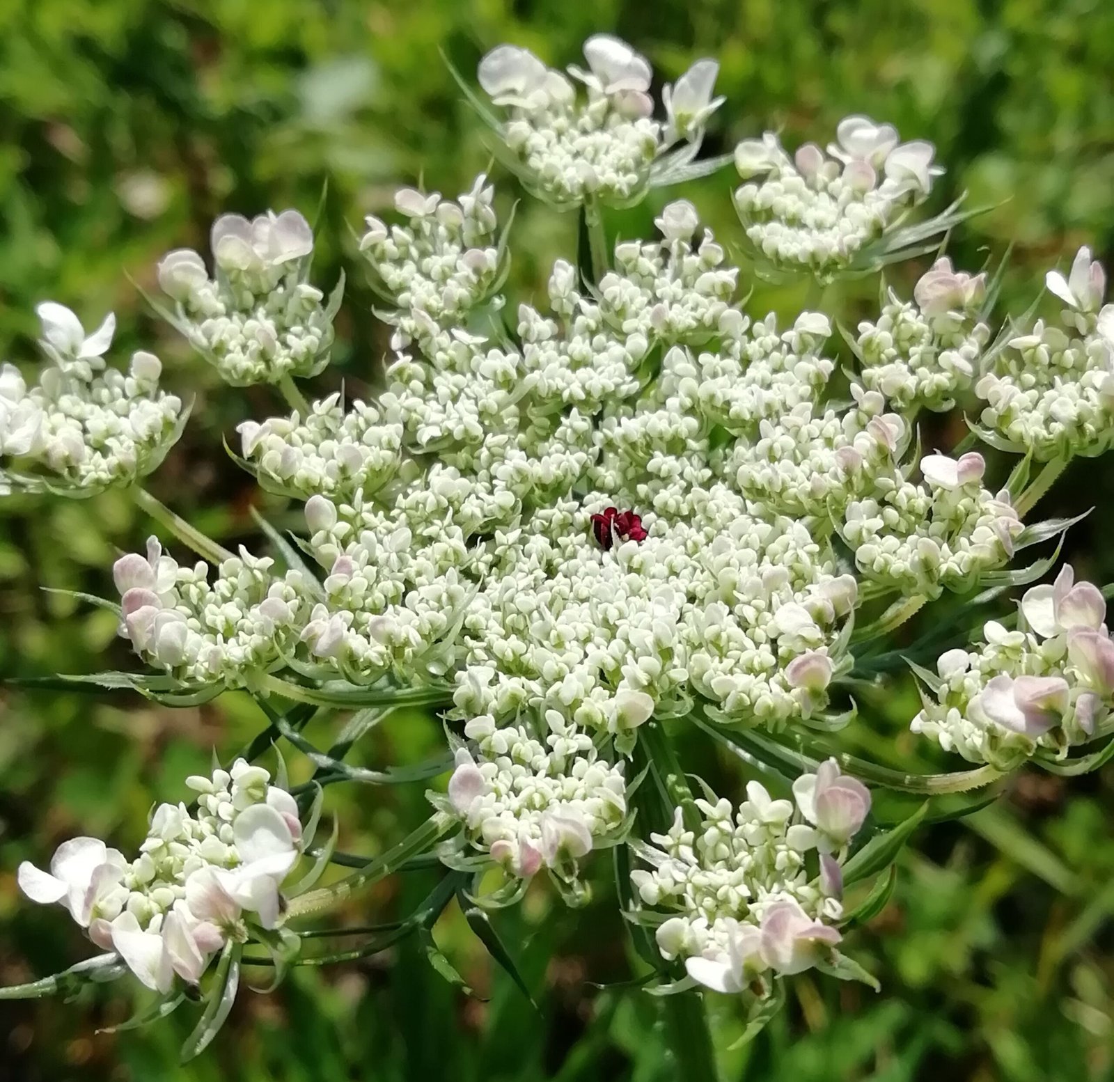 carota selvatica