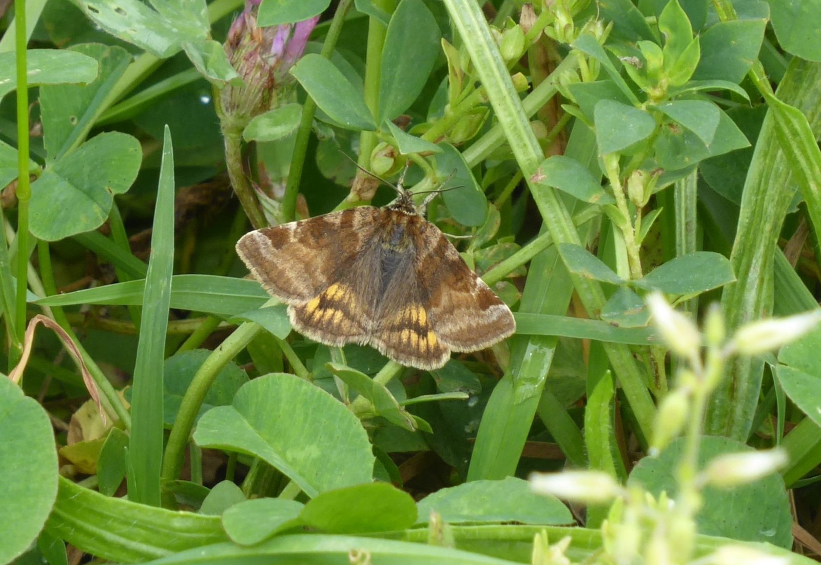 Euclidia portaglifo